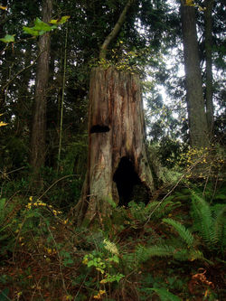 Yawning Tree