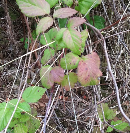 Wild blackberry looks like PO.jpg