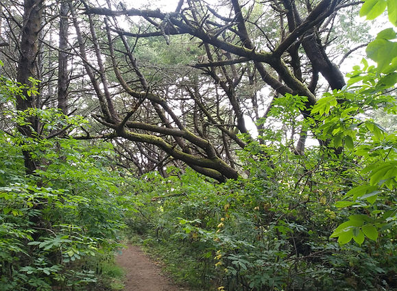 lower trail canopy in summer.jpg