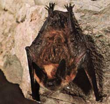 Fringed Myotis.jpg