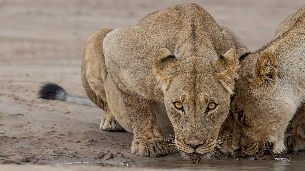 Amani Conservation Fund Wildlife Conservation Environmental Education and Community Empowe