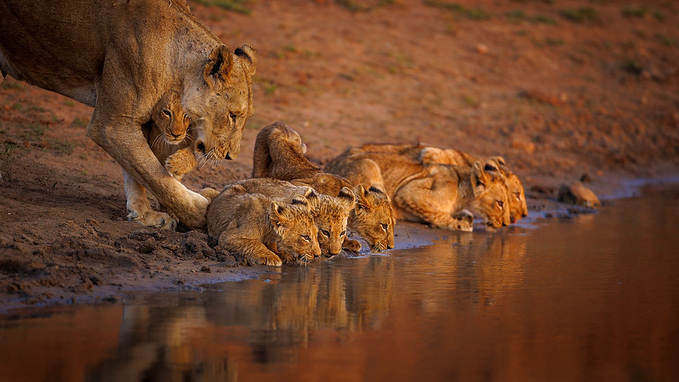 Lion family and cubs drinking from waterhole in Timbavati Private Nature Reserve - Safari Travel Agency