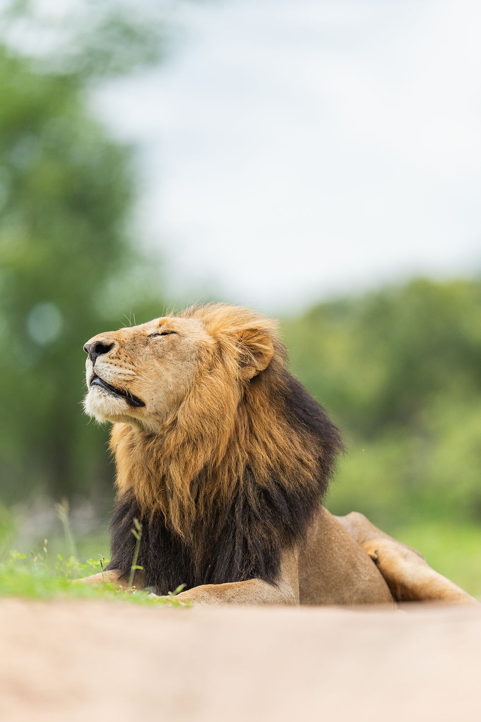 Male lion basking in MalaMala Game Reserve (Sabi Sands Nature Reserve) - Safari Travel Agency