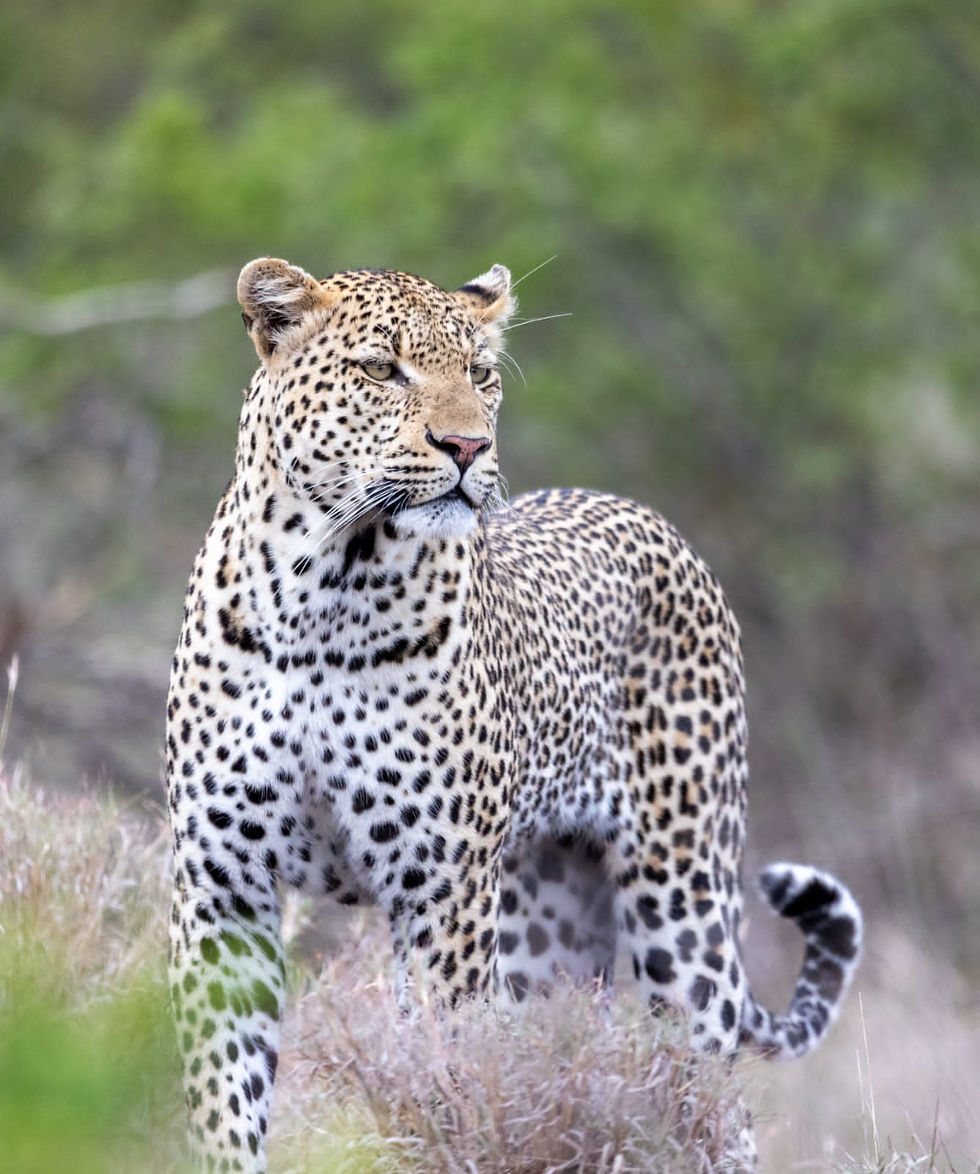 Leopard big five sighting in Klaserie Private Nature Reserve - Safari Travel Agency