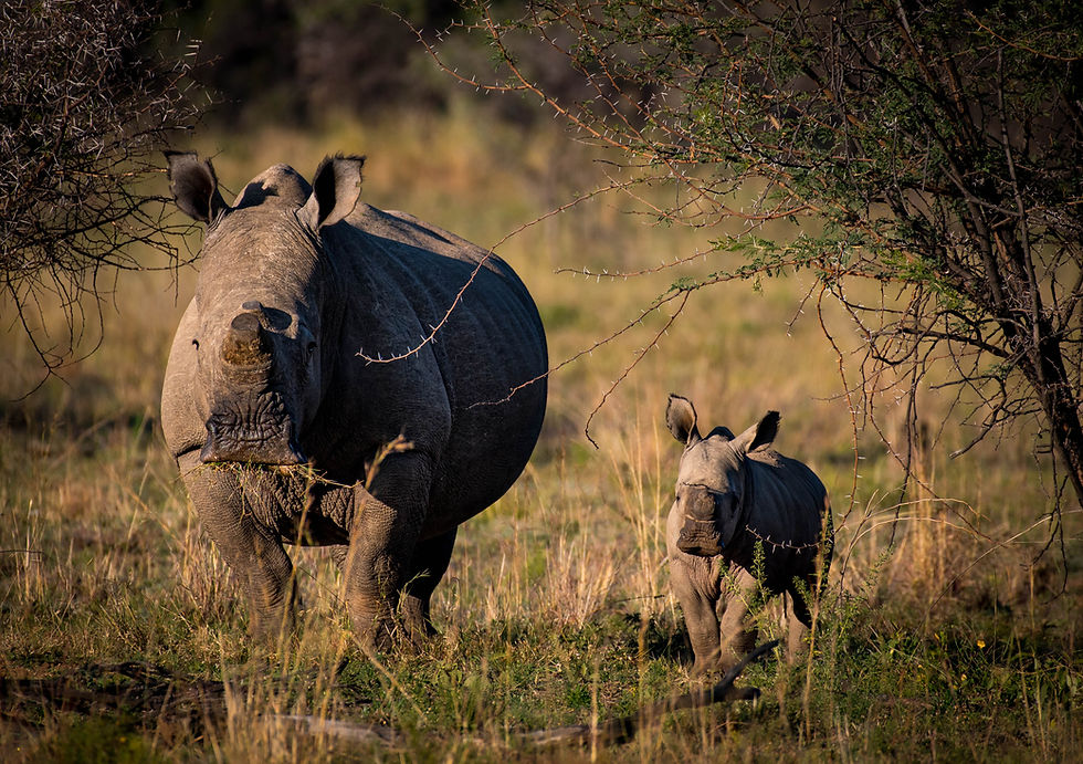 Rhino mother and baby on safari in Pilanesberg National Park