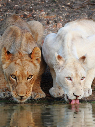 Rare white lion seen on safari in Timbavati - Safari Travel Agency