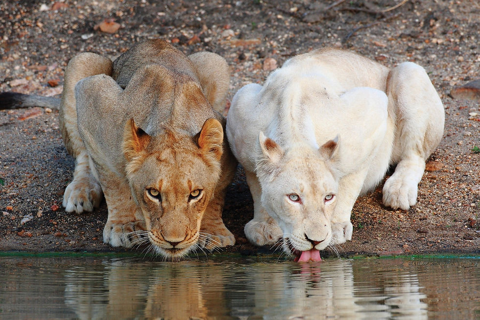 Rare white lion seen on safari in Timbavati - Safari Travel Agency