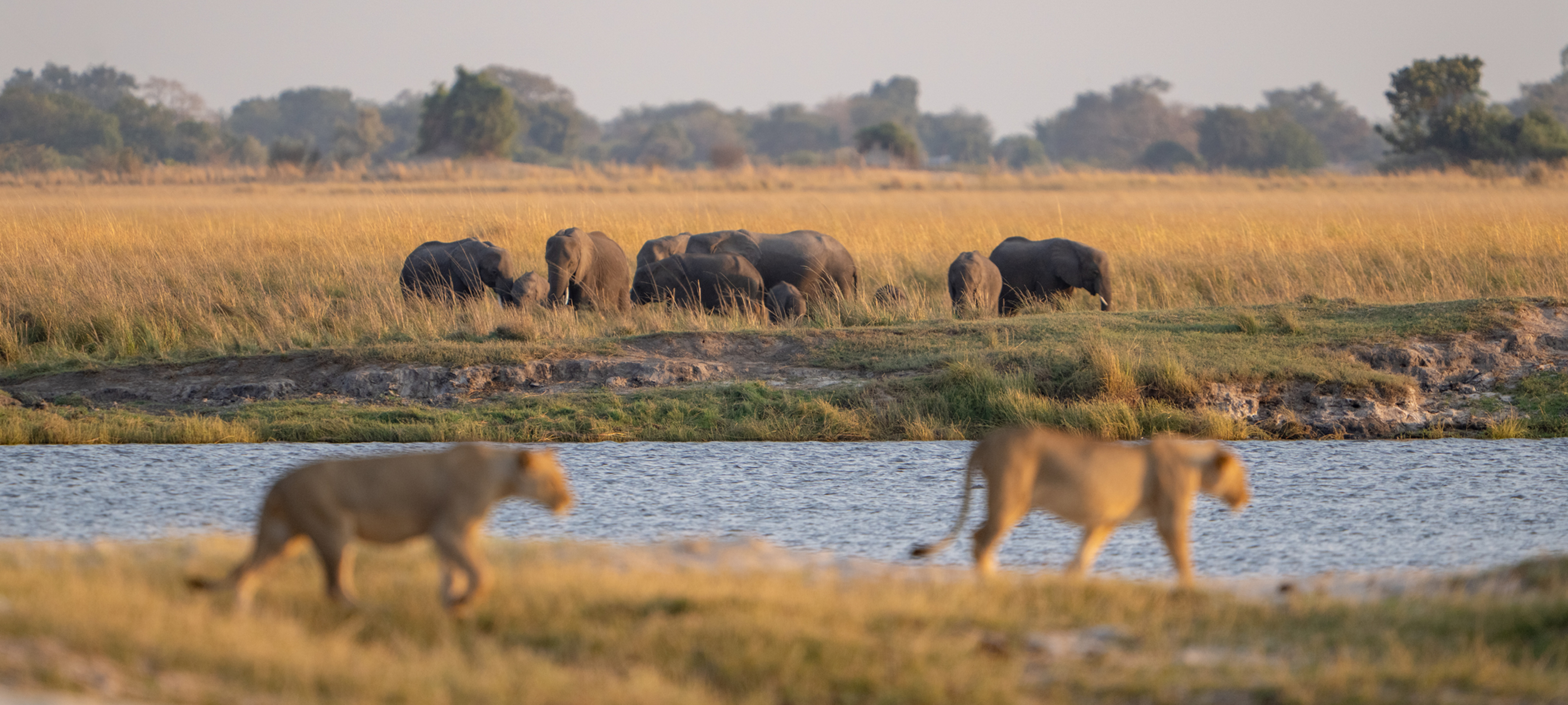 Lions and elephants on the Chobe River - Safari Travel Agency