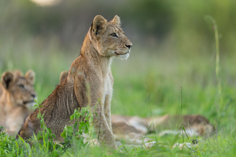 Young lions together in MalaMala Game Reserve (Sabi Sands Nature Reserve) - Safari Travel Agency