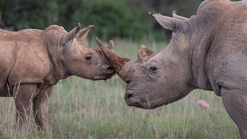 Amani Conservation Fund Wildlife Conservation Environmental Education and Community Empowe