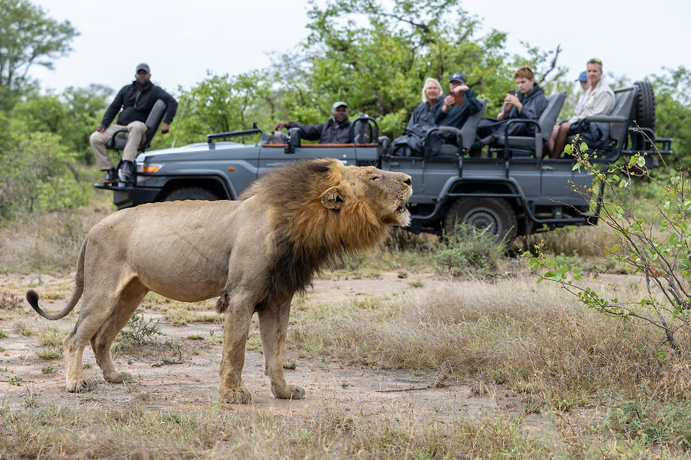 Male lion roaring - fewer safari vehicles at sightings in Klaserie Private Nature Reserve - Safari Travel Agency