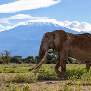 Elephant at Mount Kilamanjaro in Amboseli in Kenya