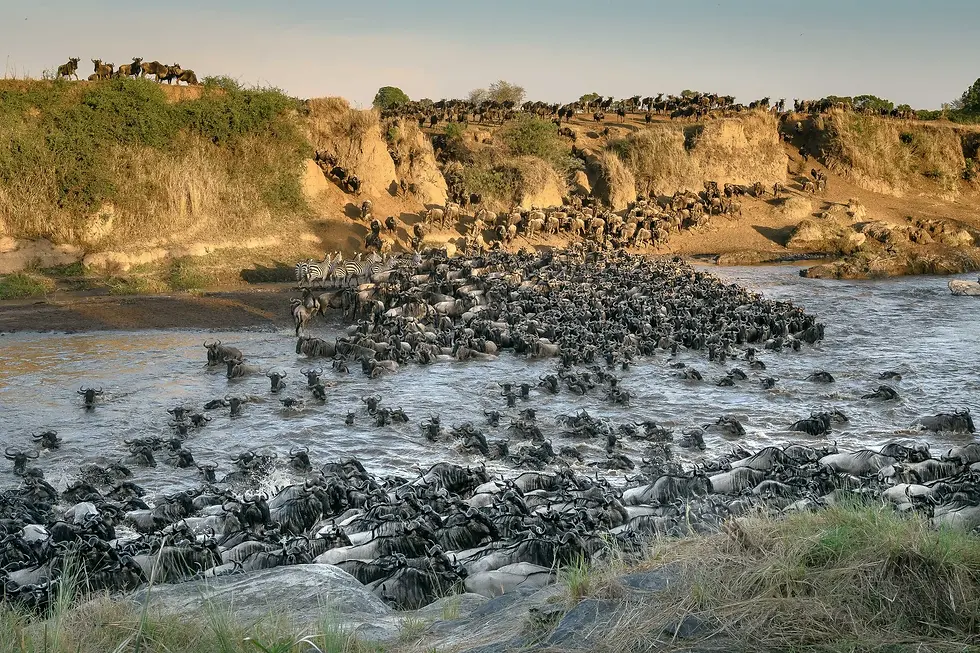 Wildebeest crossing the Mara River