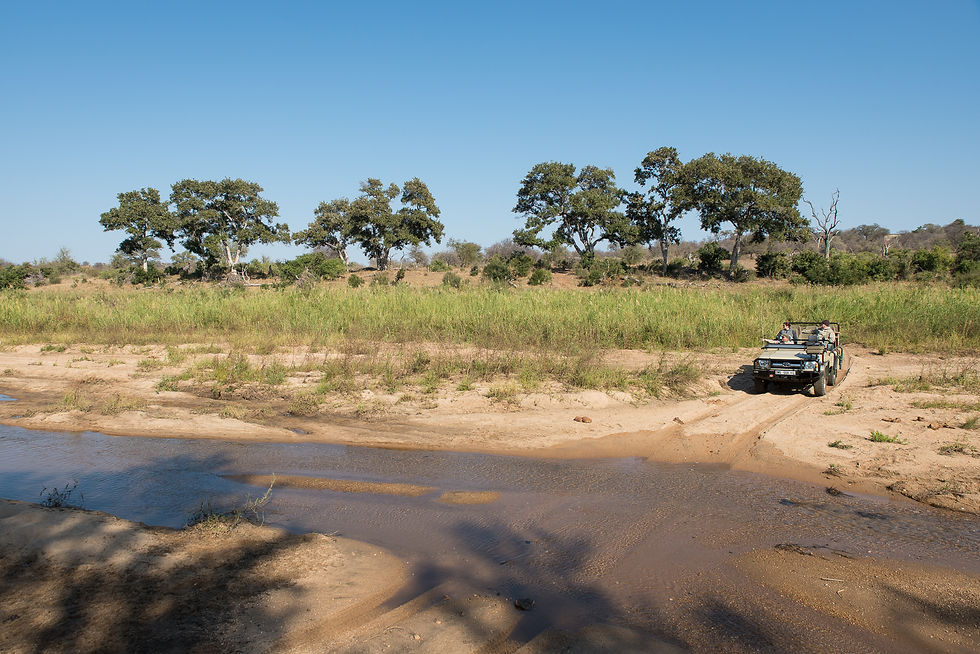 Quieter and wild safari experience in Klaserie Private Nature Reserve - Safari Travel Agency