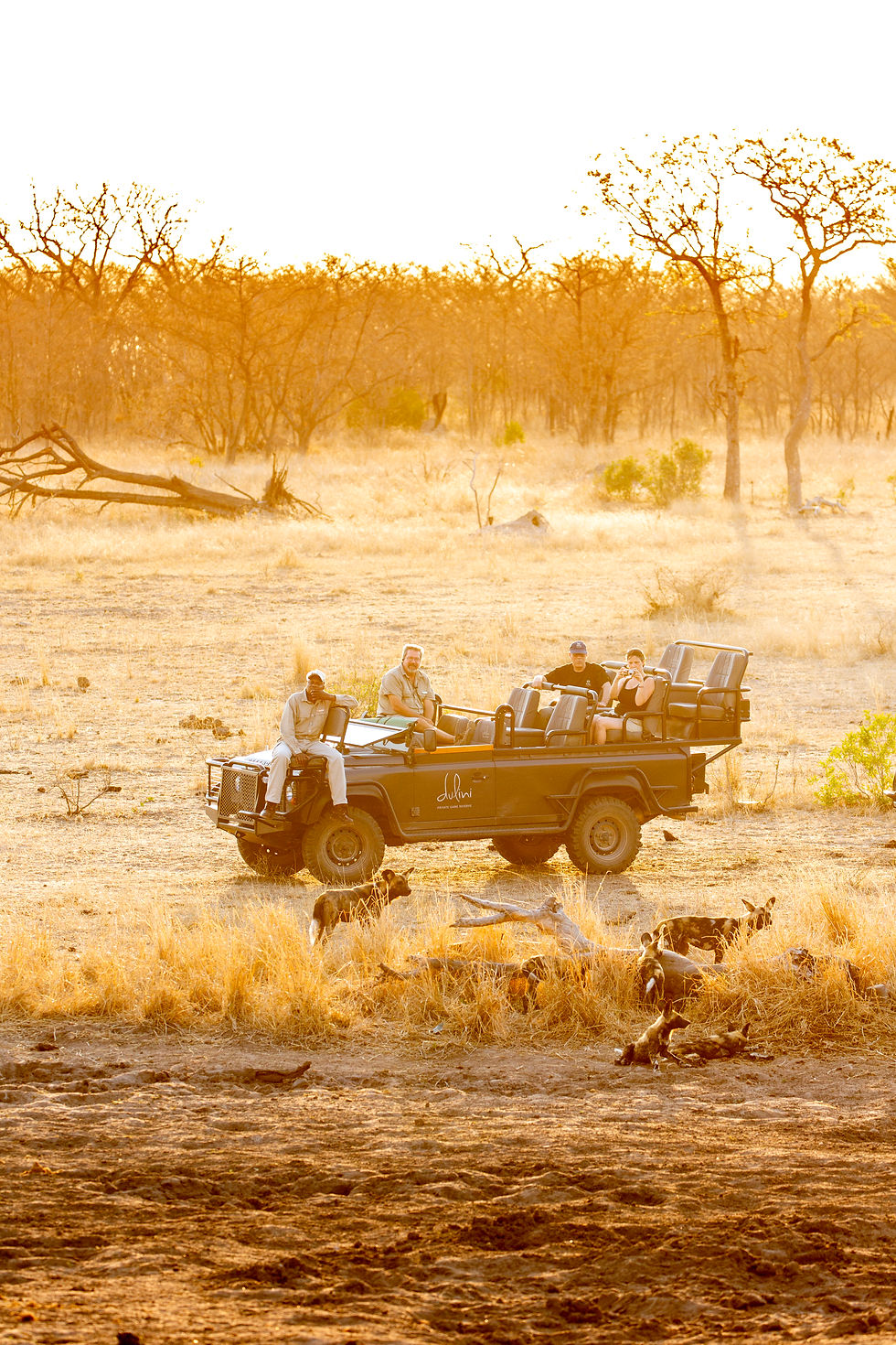 Wild dogs in golden light on safari in the Sabi Sands Nature Reserve - safari travel agency
