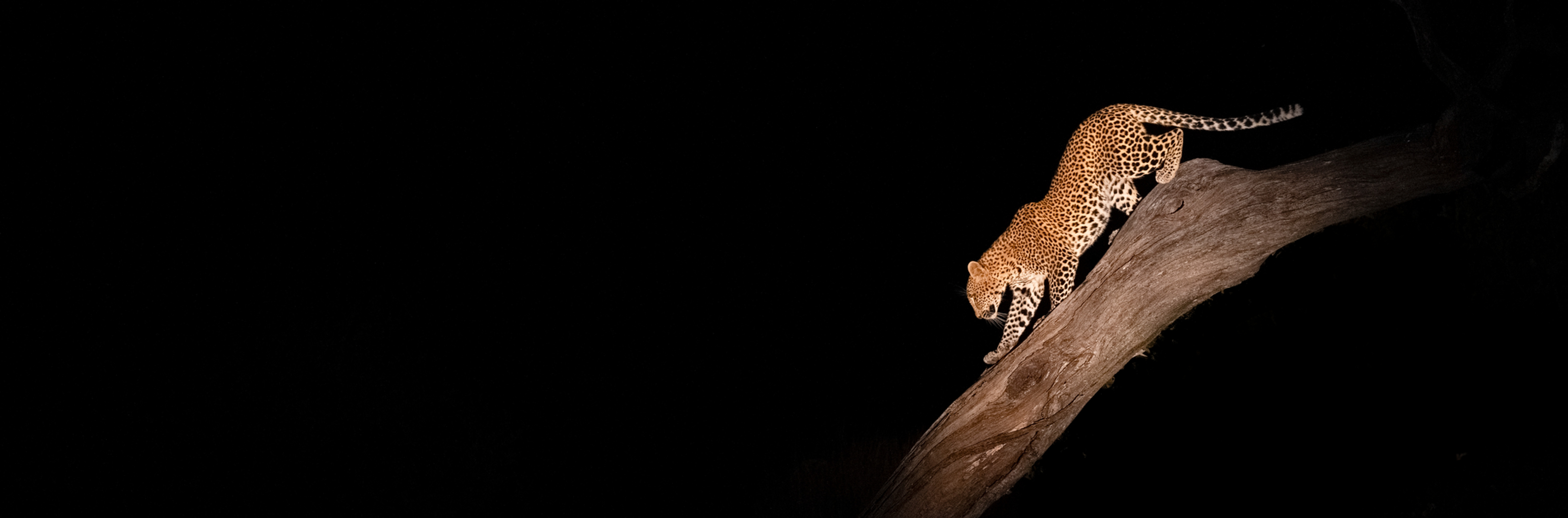 Leopard on a night Drive on safari in the Okavango Delta