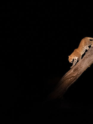 Leopard on night safari in Okavango Delta