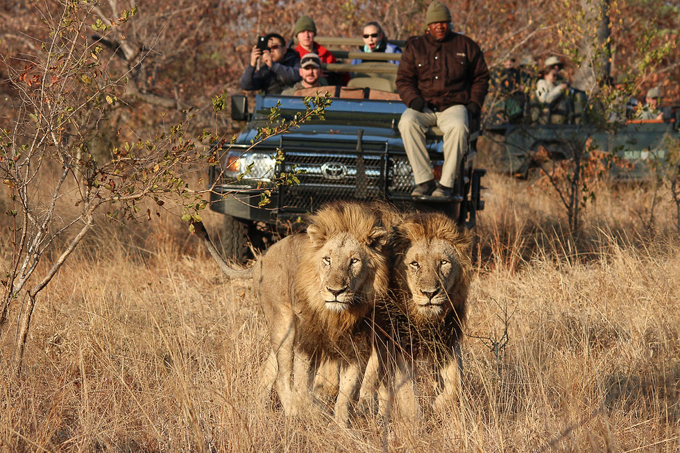 Off road wildlife viewing in Sabi Sands Nature Reserve - Safari Travel Agency