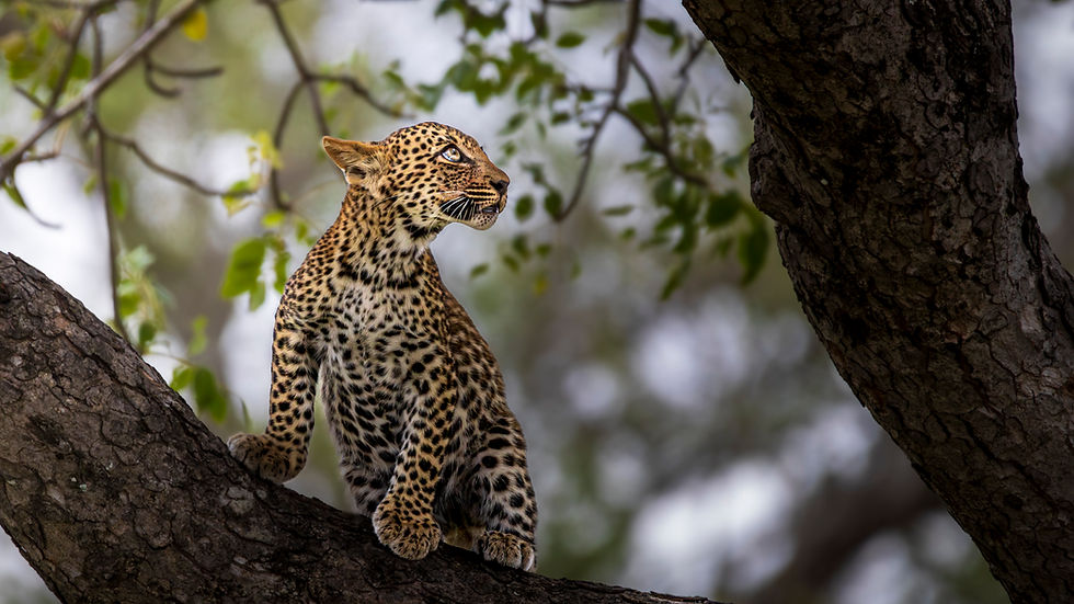 Amani Conservation Fund Wildlife Conservation Environmental Education and Community Empowerment