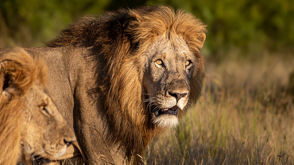 Amani Conservation Fund Wildlife Conservation Environmental Education and Community Empowerment