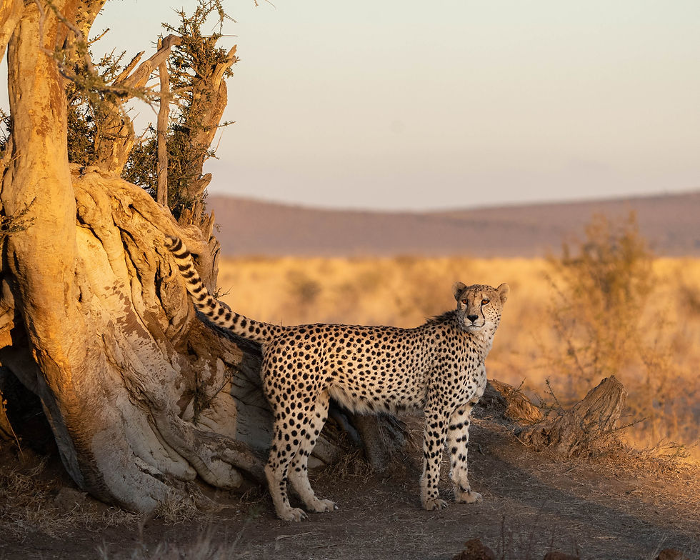 Cheetah marking territory on a tree in Madikwe Game Reserve - All Out Safaris