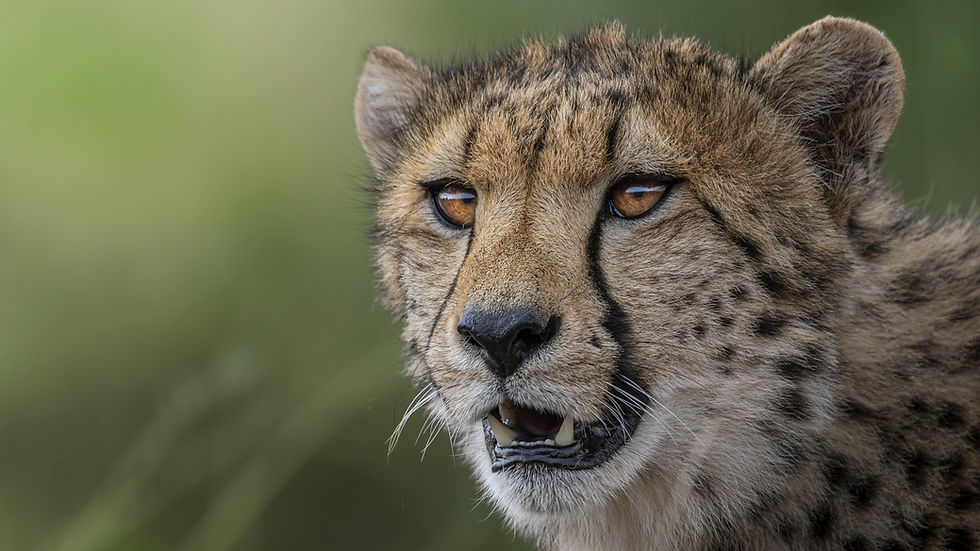 Amani Conservation Fund Wildlife Conservation Environmental Education and Community Empowe