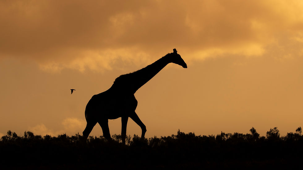 Amani Conservation Fund Wildlife Conservation Environmental Education and Community Empowe