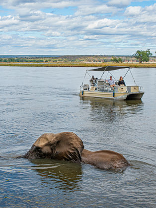 Elephants on a boating safari in Zambia