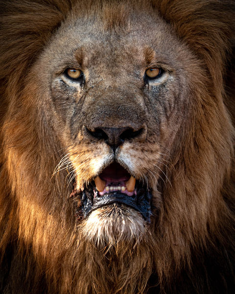 Kruger Safari, Sabi Sands Safari, Pilanesberg Safari, Madikwe Safari