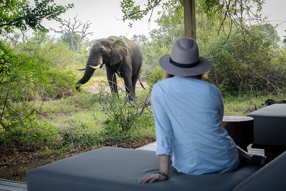 Intimate luxury lodge elephant viewing from your suite in Klaserie Private Nature Reserve (Simbavati Waterside) - Safari Travel Agency