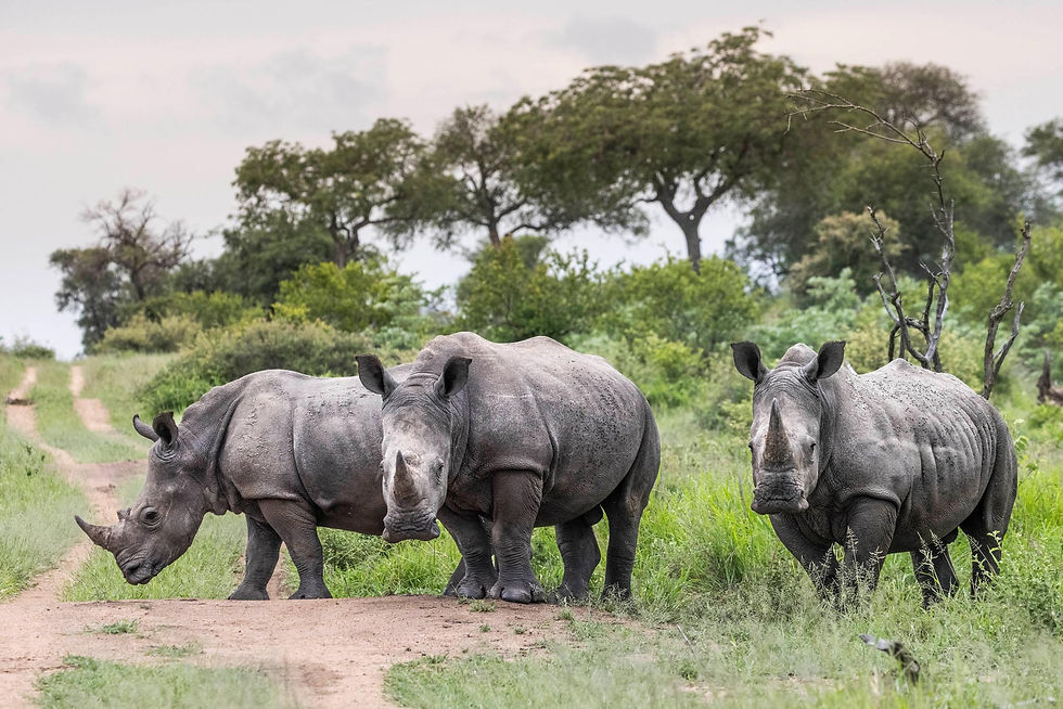 Rich Conservation Heritage in Timbavati Private Nature Reserve - Safari Travel Agency