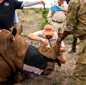 Conservation rhino notching Royal Madikwe Safari Lodge