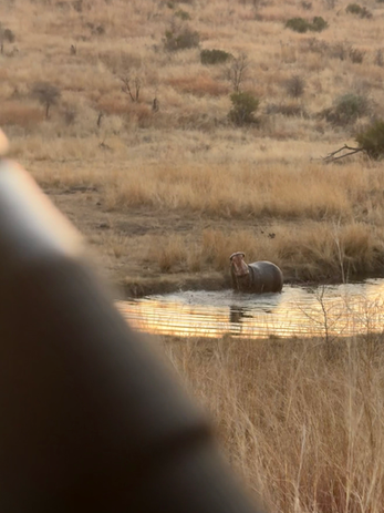 All Out Safaris - 2-Day Pilanesberg Prestige Safari staying The Kingdom Resort