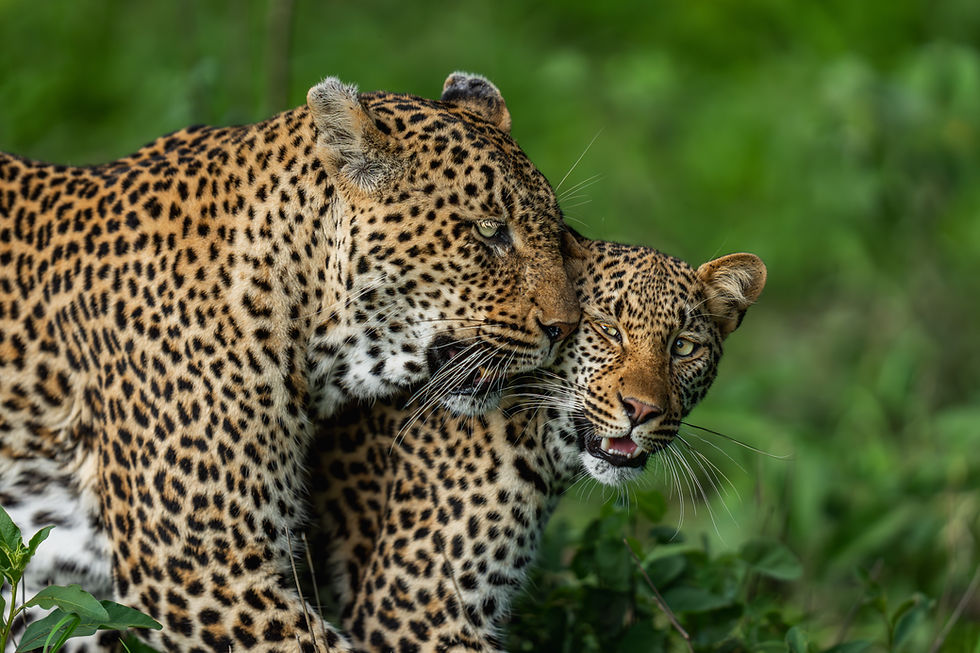 Leopards nuzzling on safari in the MalaMala Game Reserve, Sabi Sands - safari travel agency