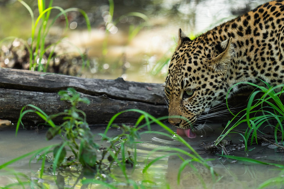 Leopard drinking water in MalaMala Game Reserve (Sabi Sands Nature Reserve) - Safari Travel Agency