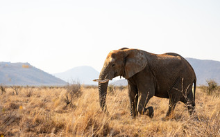 Elephant in winter in Madikwe Game Reserve