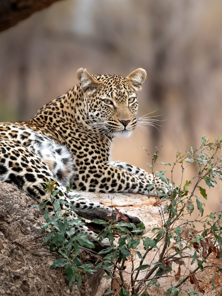 All Out Kruger Safaris - Kruger Grand Escape