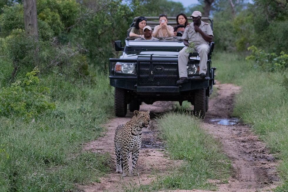 Leopard viewed from an open safari vehicle in Sabi Sands Nature Reserve - Safari Travel Agency