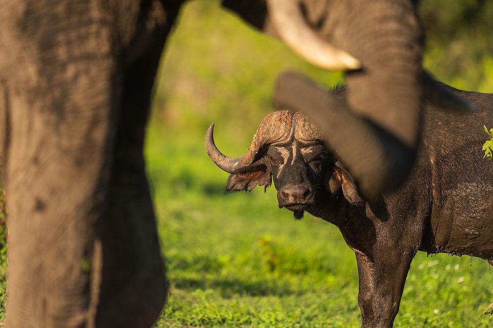 Two of the big five 5 - buffalo and elephant in MalaMala Game Reserve (Sabi Sands Nature Reserve) - Safari Travel Agency