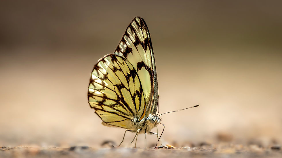Amani Conservation Fund Wildlife Conservation Environmental Education and Community Empowerment