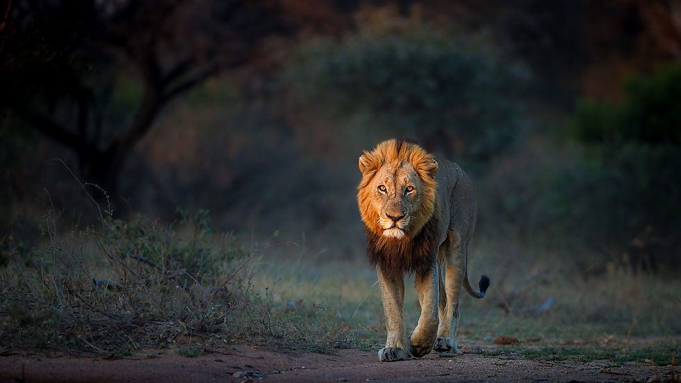 Male lion walking down the road with majesty Timbavati Private Nature Reserve - Safari Travel Agency