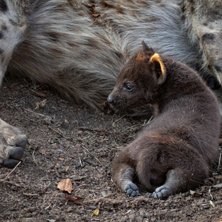 Adorable hyena cub in Kruger National Park