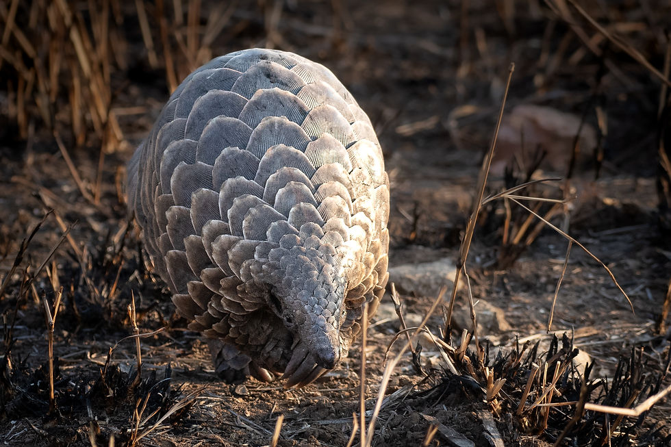 Pangolin: June
