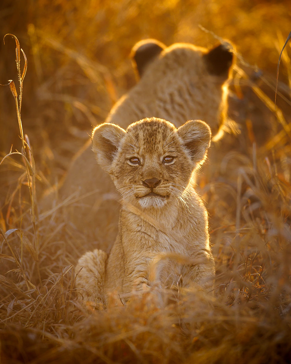 Lions and lion cub in golden light on safari in Timbavati Private Nature Reserve - safari travel agency