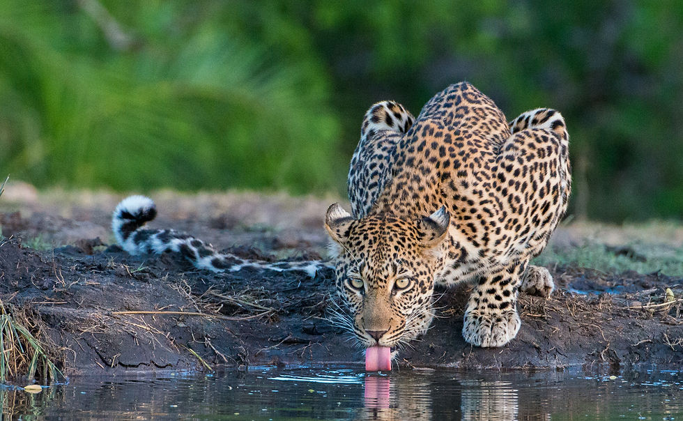 Leopard drinking from waterhole in Sabi Sands Nature Reserve - Safari Travel Agency