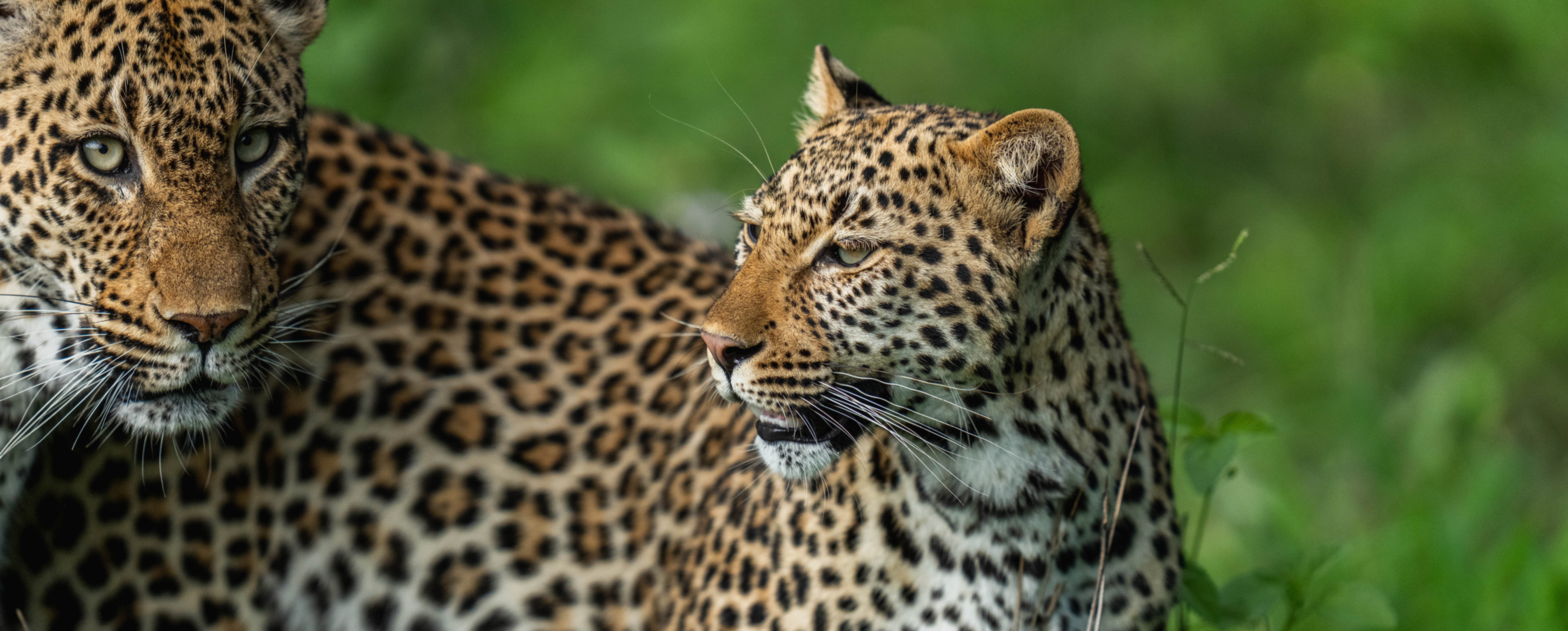 Female leopard and her cub on safari at MalaMala Game Reserve