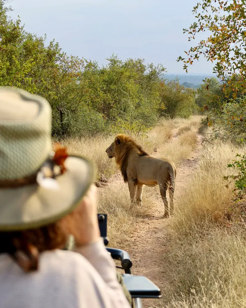 Lion viewed from an open safari vehicle in Klaserie Private Nature Reserve - safari travel agency