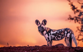 Professional safari content creation for South African lodges