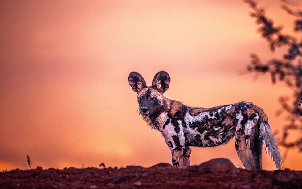 African Wild Dog: March
