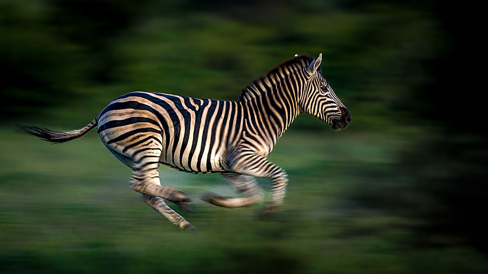 Timbavati Private Nature Reserve - Safari Travel Agency